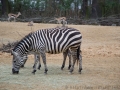Zebras und Antilopen