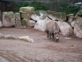 Nashorn 2