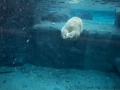 Eisbär unter Wasser im Erlebnis-Zoo Hannover