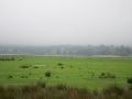 Nebel in den Highlands