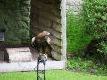 Adler in Dunrobin Castle