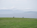 Pferde auf der grünen Wiese
