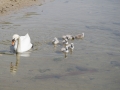 Schwan mit Jungen im Wasser