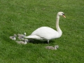 Schwan mit Jungen auf der Wiese