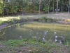 Teich bei Charleston, Illinois