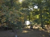 Wald bei Charleston, Illinois