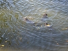Fische im Teich