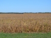 Soja Feld