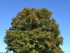 Noch grüner Baum
