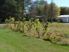 Sonnenblumen
