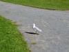 Möwe im Public Garden
