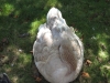 versteckte Gans in Public Garden