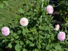 Blumen im Public Garten 2