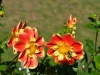 Blumen mit Bienen