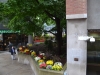 Blumen am Straßenrand im Zentrum Torontos
