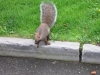 Eichhörnchen in Niagara Falls
