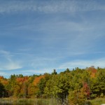 bunter Wald auf dem Weg nach Toronto