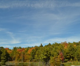 bunter Wald auf dem Weg nach Toronto