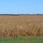 Soja Feld