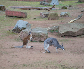 Kängeruhs im Erlebnis-Zoo Hannover