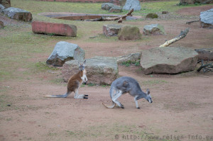Kängeruhs im Erlebnis-Zoo Hannover