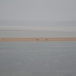 Seehunde auf der Sandbank