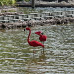 Lego Flamingos