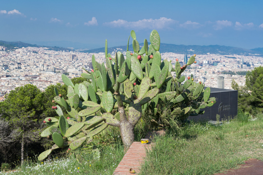 Kaktus vor dem Panorma von Barcelona