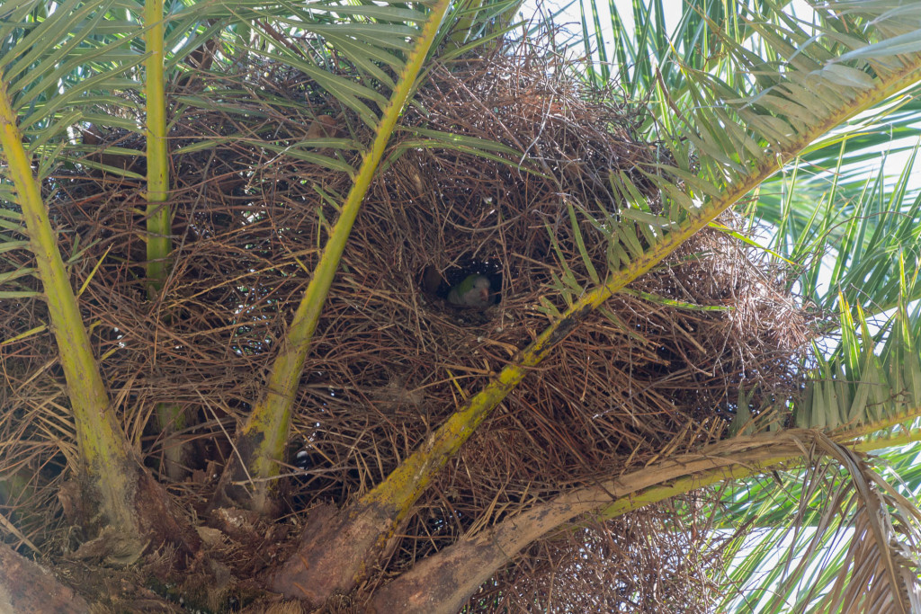 Papagei im Nest