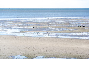 Ebbe, Watt und Vögel Havneby (Rømø)