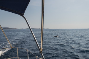 Delfine vor unserer Segelyacht