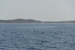 Delfine vor Sardinien
