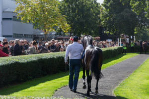 Führring mit Pferd