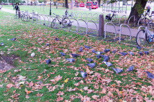 Ealing London - Park mit Tauben