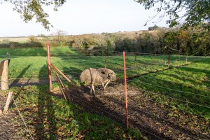 The Lost Gardens of Heligan - Emus