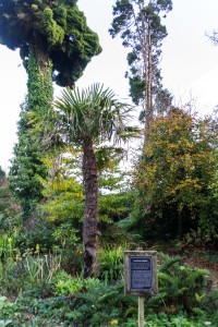 The Lost Gardens of Heligan - The Witches Broomstick (Hexenbesen)