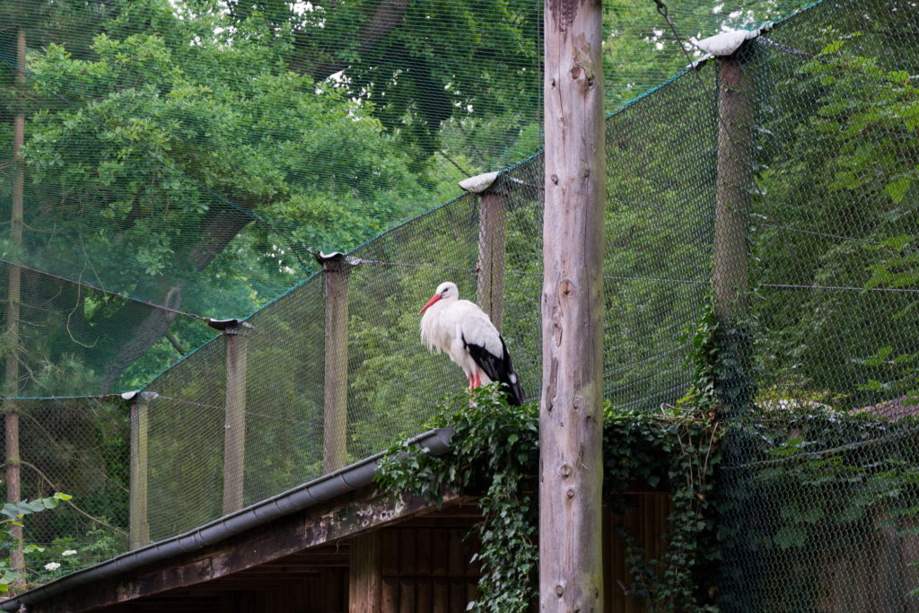 Storch ruht sich aus