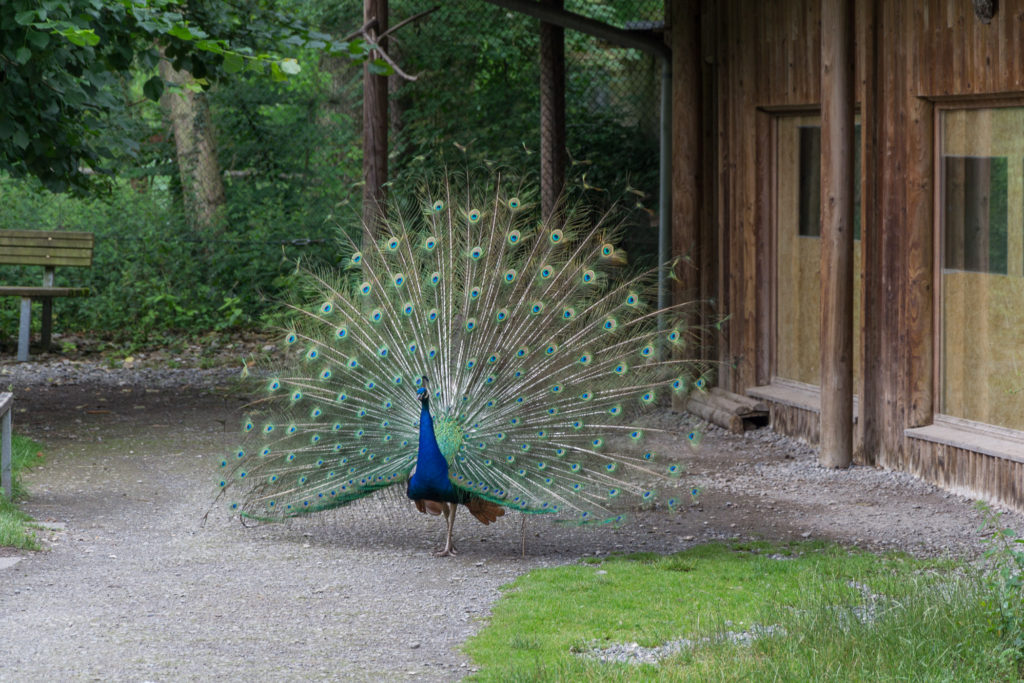 Pfau mit schönem Rad