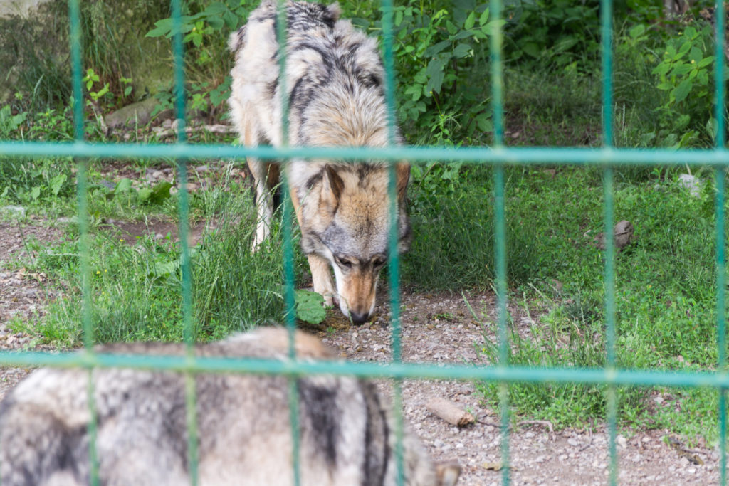 Wolf beim Essen - Wisentgehege Springe