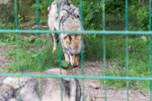 Wolf beim Essen - Wisentgehege Springe