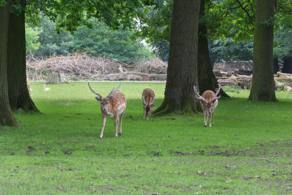 Damwild im Wisentgehge