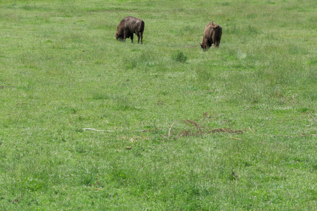 Wisent auf der Wiese