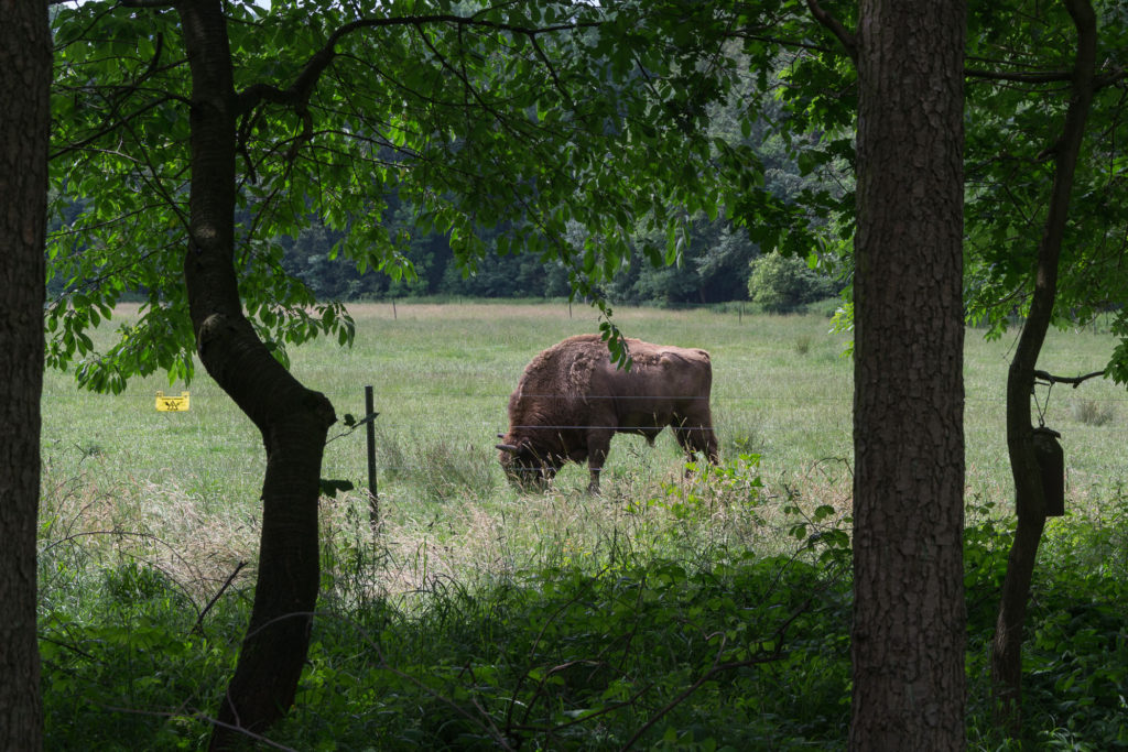 Wisente am grasen