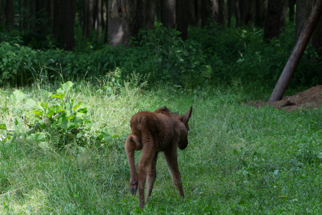 Ein Baby Elch