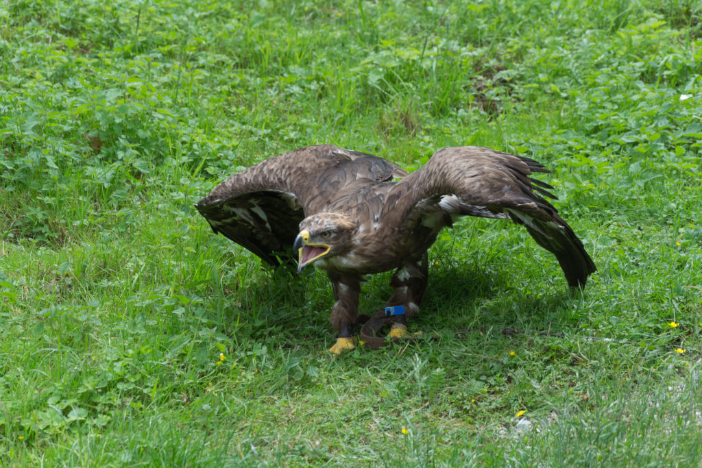 Werden wir vom Adler angegriffen?