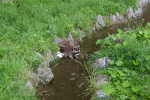 Ein Waschbär wäscht sich