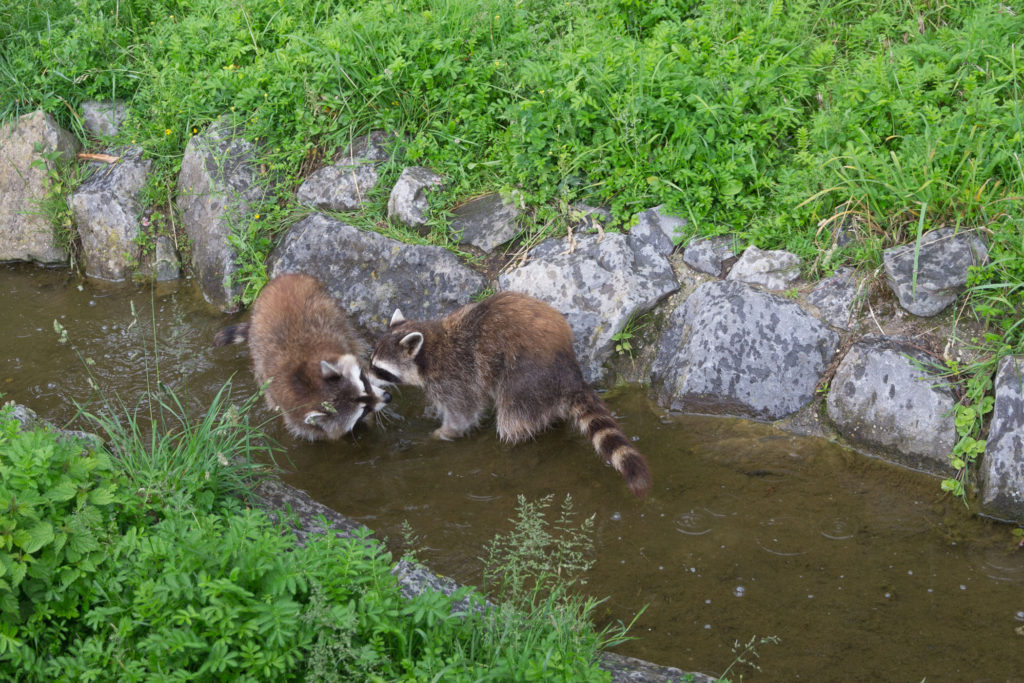 Waschbären streiten sich? Nein waschen sich!