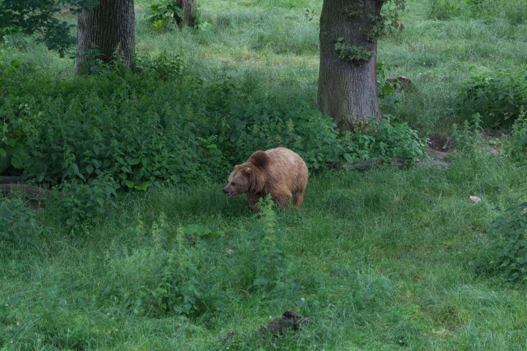 Bär im Wisentgehege