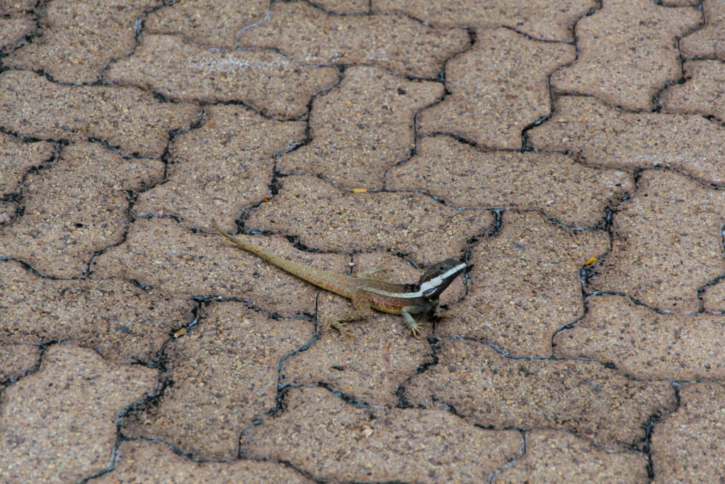 Gecko 