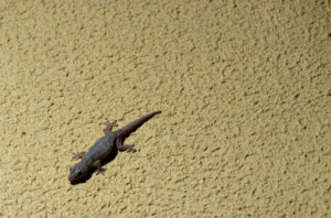 kleiner Geko aus Australien